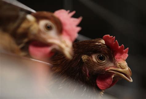 Animal rights group says chickens were abused, but Tyson Foods cut ties with the farm on its own