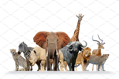 Animal safari. Things To Know About Animal safari. 