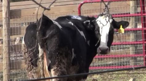 Animal sanctuary rescues cow after escaping slaughterhouse