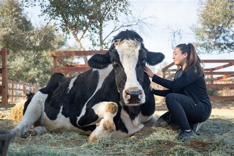 Animal she porn. .  ...