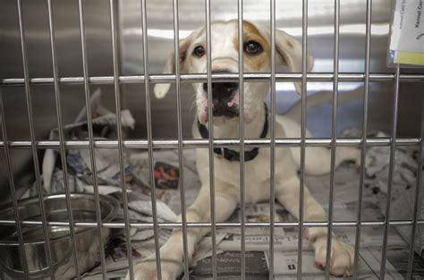 Animal shelter fort worth. Things To Know About Animal shelter fort worth. 