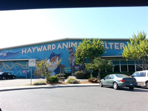 Animal shelter in hayward. CONTACT US. City of San José Animal Care & Services Center 2750 Monterey Rd. San José, CA 95111 408-794-PAWS (7297) 