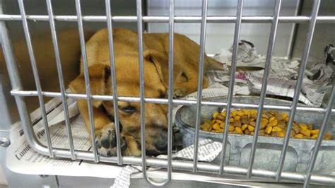 Animal shelter in henderson. Things To Know About Animal shelter in henderson. 