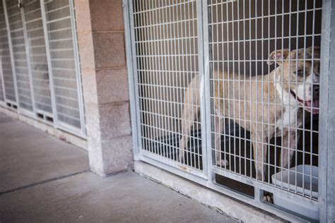 Animal shelter las vegas henderson. LAS VEGAS — The Henderson Animal Shelter announced Wednesday it decided to enforce a temporary halt on accepting animals after it confirmed a case of the canine influenza virus in a shelter dog.According to a release, at least one dog at the Henderson Animal Shelter had the highly contagious canine influenza virus, with five … 