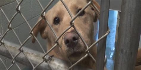 Animals are housed at SPCA of Texas’ Ellis County Animal Care