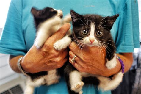 Animal shelter manager. Things To Know About Animal shelter manager. 