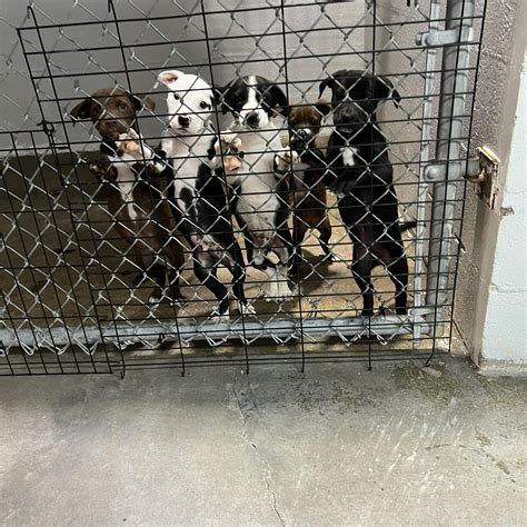 Animal shelter marion ar. If you’re considering adding a furry friend to your family, adopting a dog from an animal shelter is a great option. Not only do you save a life, but you also get a loyal companion... 