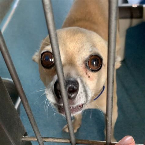 Pets at Nacogdoches Animal Shelter, Nacogdoches, Texas. 17,794 likes · 571 talking about this. This page is to show the wonderful animals in the Nacogdoches, TX animal shelter that are looking for a.... 