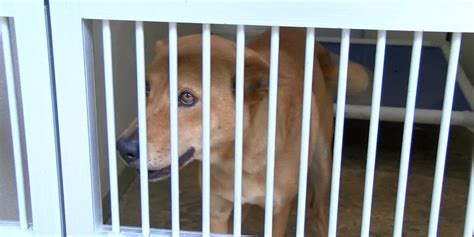 Animal shelter offering half-price on all pet adoptions during holiday season