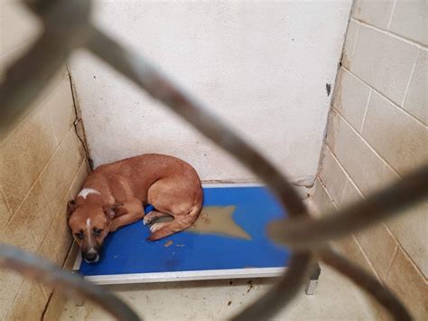 SAN ANGELO, Texas — The San Angelo Animal Shelter reached capac