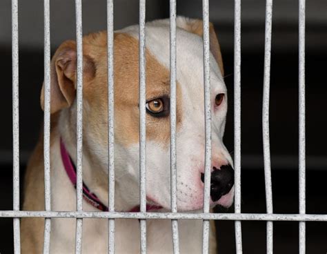 Animal shelter san bernardino california. Bloomington is one step closer to getting its own animal shelter. The new shelter is being paid for in part by a $4.5 million state grant approved as part of the 2022 state budget. At its meeting ... 