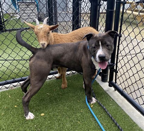 Animal shelter seeks rescue for pair of pals; goat and dog are best friends