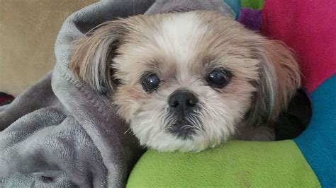 Adopt Shih Tzu Dogs in Ohio. Filter. Misty (female) ID: 24-04-26-00331. Shih Tzu mix. Misty is a 7mth old female ShihTzu/ Maltese mix . She currently weighs about 12 lbs. She will be around 18 lbs full... » Read more ».. 