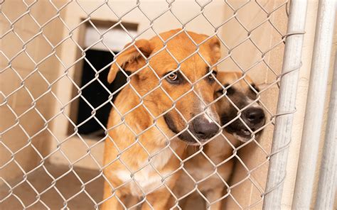 Animal shelter surprise az. Things To Know About Animal shelter surprise az. 