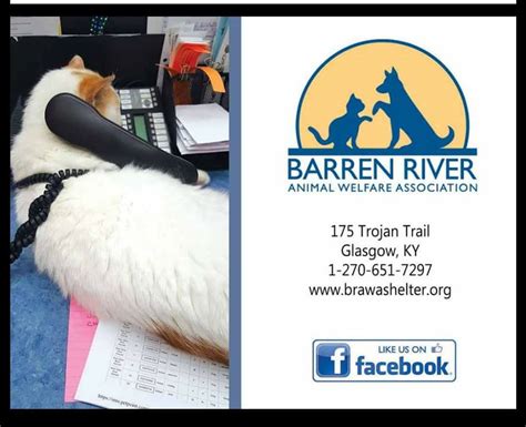 Barren River Animal Welfare Association / Animal Shelter of Glasgow. 175 Trojan Trail Road. Glasgow KY 42141. Details. Shelter Organization. Search Dogs and Cats for Adoption in Glasgow, KY.