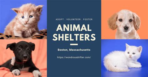Animal shelters in boston massachusetts. ARE YOU LOOKING FOR A NEW BEST FRIEND? Survivor Tails Animal Rescue (STAR) is a 501 (c)3-approved, 100% volunteer and foster-based cat and dog rescue in … 