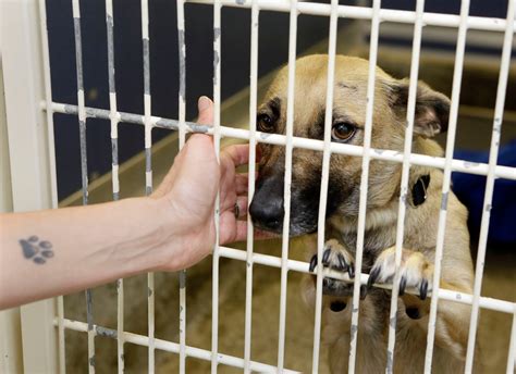 Animal shelters team up to find homes for 300 animals in one week