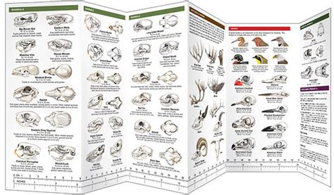 Animal skulls bones a waterproof pocket guide to the bones of common north american animals duraguide series. - 2003 mercury 115hp 2 stroke manual.