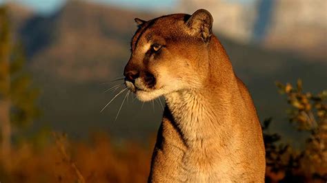 There is no difference between the cougar and the mountain lion as both are the same cat called the Puma concolor. The Puma concolor has been called many names in addition to mountain lion and cougar, such as panther and puma..