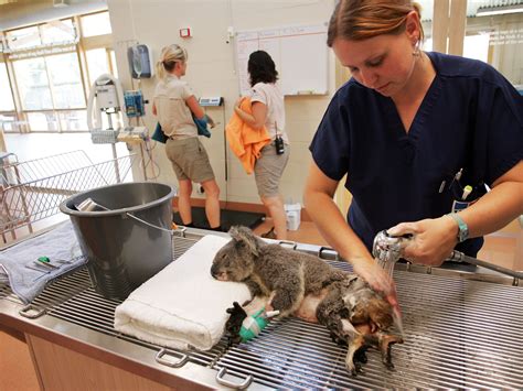 Animal technician pay. As of Feb 23, 2024, the average hourly pay for an Animal Care Technician in the United States is $18.30 an hour. While ZipRecruiter is seeing hourly wages as high as $26.92 and as low as $10.10, the majority of Animal Care Technician wages currently range between $15.14 (25th percentile) to $20.43 (75th percentile) across the United States. 