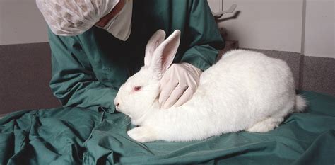 Animal testing is wasteful, cruel - Las Vegas Sun Newspaper