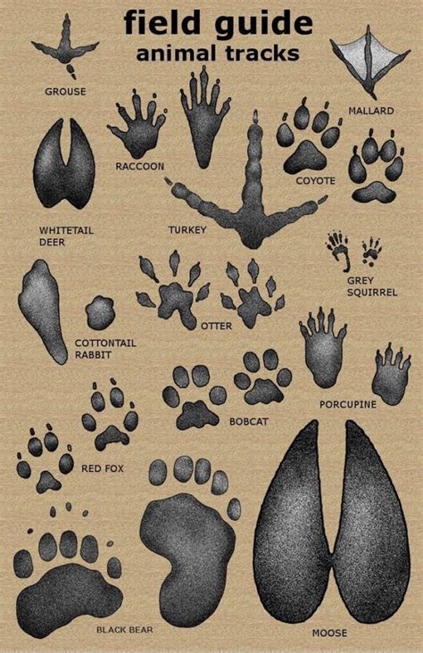 Animal track identification. Things To Know About Animal track identification. 