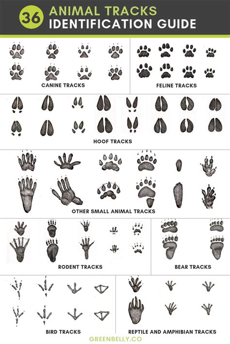 Animal track identifier. Jul 17, 2021 · For instance, bears have huge, asymmetrical tracks with 5 toes. The front tracks are smaller than the hind tracks. 4. Identify canine tracks by their oval shape and 4 toe prints. Canine tracks also point forward, have a concave heel pad, and visible claws. The front paws are larger than the hind paws. 
