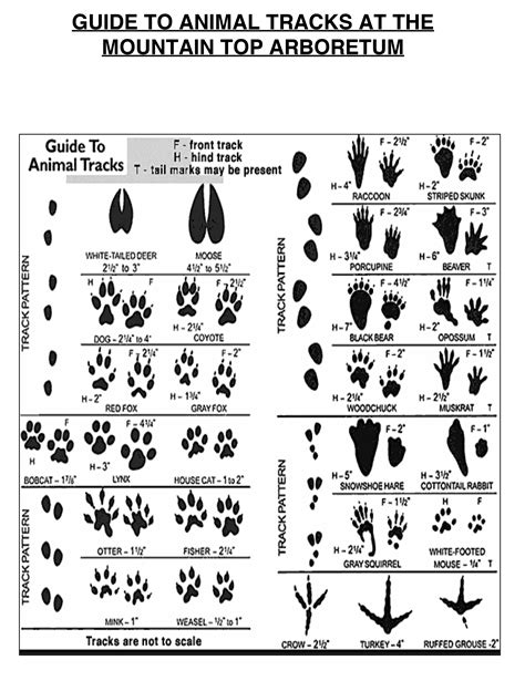 Animal tracks of indiana animal tracks guides. - Nissan primera p12 service manual free download.