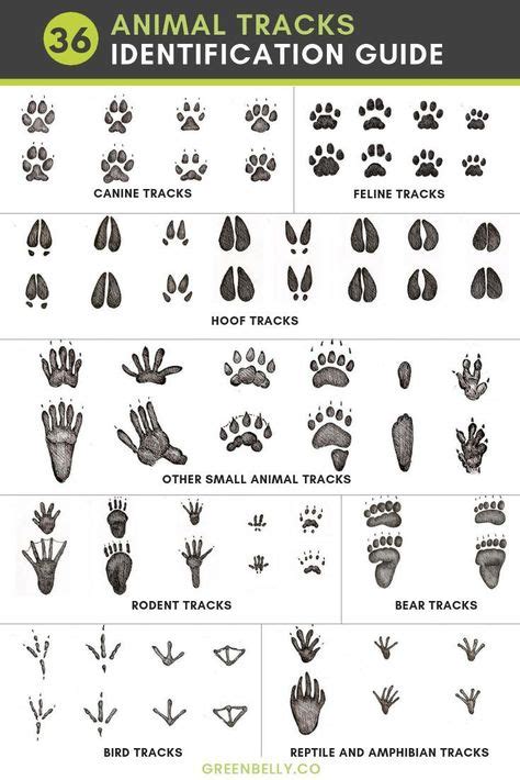 Animal tracks of minnesota wisconsin animal tracks guides. - Economics a beginners guide to economics.