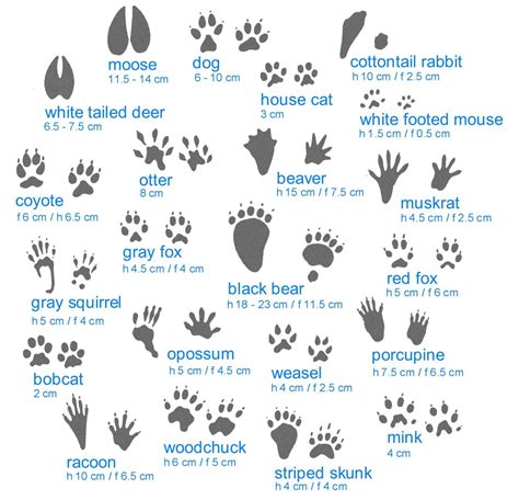 Animal tracks of the great lakes animal tracks guides. - Nogle forudsætninger for analyser af sprog i skolen.