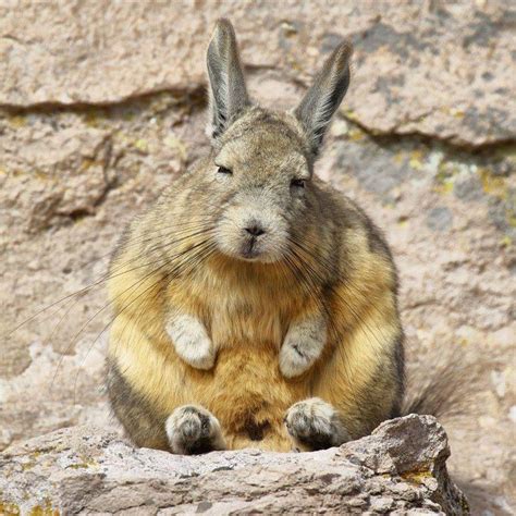 The Southern viscacha (Lagidium viscacia), is a species of mountain viscacha in the family Chinchillidae and is found in Argentina, Bolivia,Chile and Peru. It is a colonial animal …. 