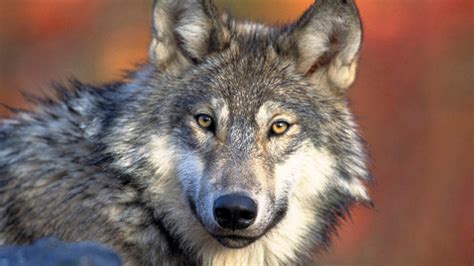 Animal welfare advocates file lawsuit challenging Wisconsin’s new wolf management plan