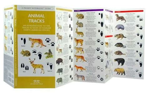 Full Download Animal Tracks A Folding Pocket Guide To The Tracks  Signs Of Familiar North American Species By James Kavanagh