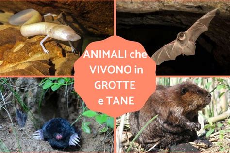 Animali Che Vivono Nelle Grotte 2024