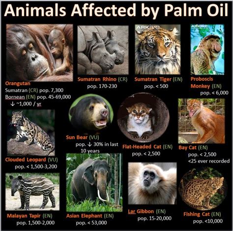 Animals - Palm Oil Production