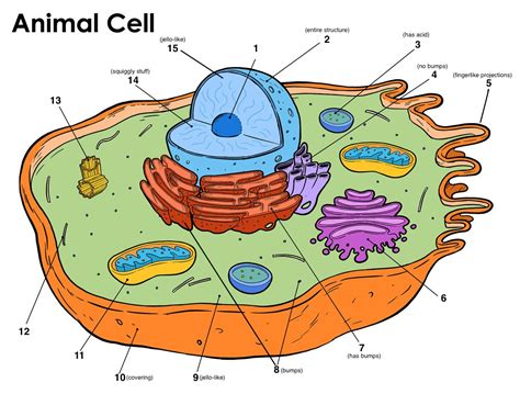 Animals 1,2,3 Cell Structure Quiz - Quizizz