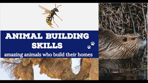 Animals Building Homes - YouTube