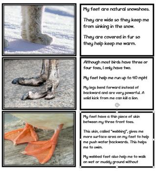 Animals Feet Teaching Resources TPT - TeachersPayTeachers