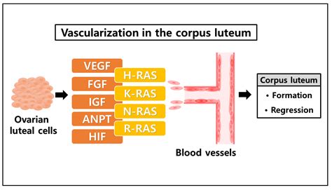 Animals Free Full-Text The Role of the Guanosine Nucleotide …