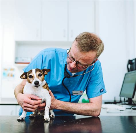 Animals first + veterinary hospital & urgent care. Receive emergency & urgent pet care from our passionate veterinarians at Uptown Animal Hospital. We deliver extensive veterinary care for your pet. Call 253-851-7387 