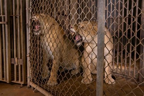 Animals from closed Puerto Rico zoo begin arriving in Colorado