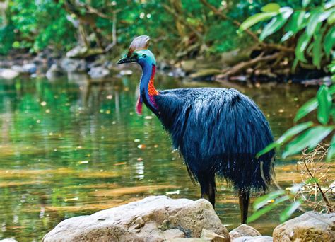 Animals of the Rainforest: Birds & Insects Study.com