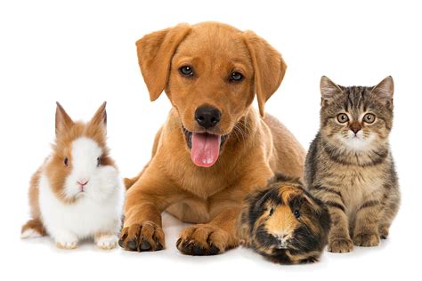 Animals pets. Pets are the cute companions we dote over but turns out their nearness also helps our mental health, too. Here's how. Pets can have a huge impact on our mental well-being. Here are... 