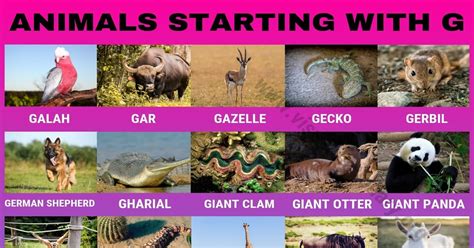 Animals that Start with G: 30 Famous Animals Starting …