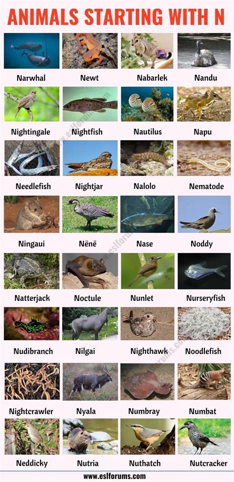 Animals that Start with N List of 47 Animals Starting with N in