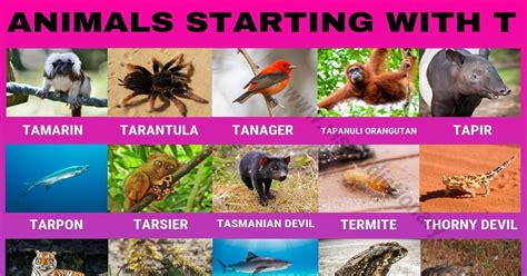 Animals that Start with T Useful List of 40+ Animals Starting with T