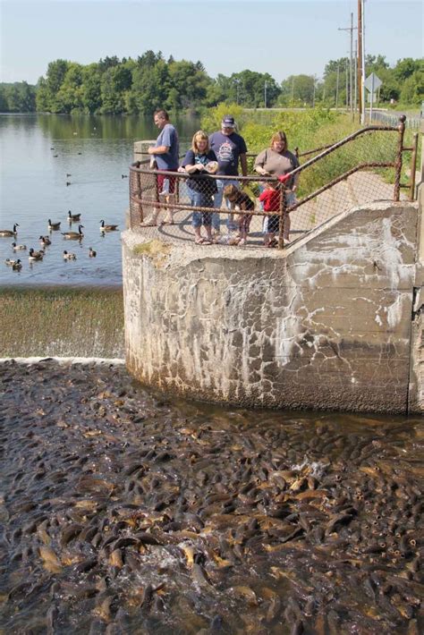 Animal~Fish At Spillway Pymatuning Lake South of Linesville PA …