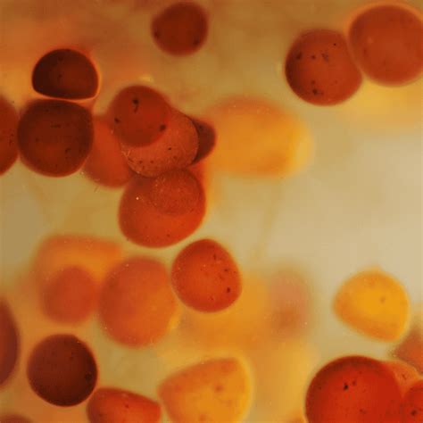 Anise Sosa Leaks (SEX) 💦 148 Photos