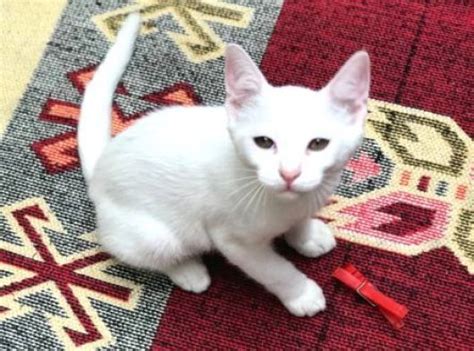 Ankara kedisi yavru ücretsiz
