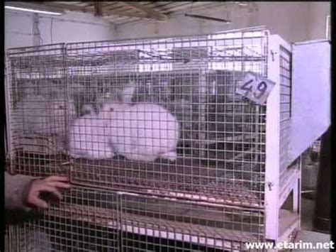 Ankara tavşanı yetiştiriciliği